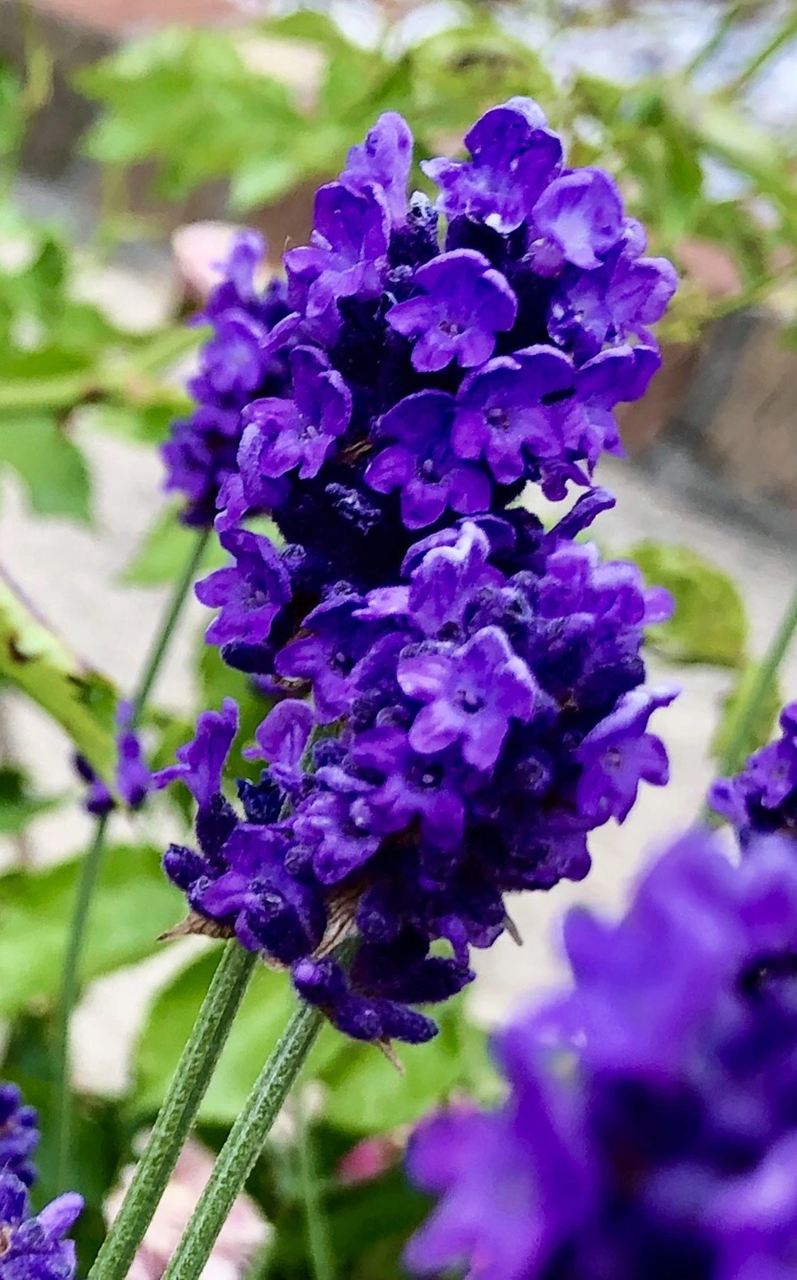 NOMjGxVDdnV3ZKVeRvHJw6iwyWs