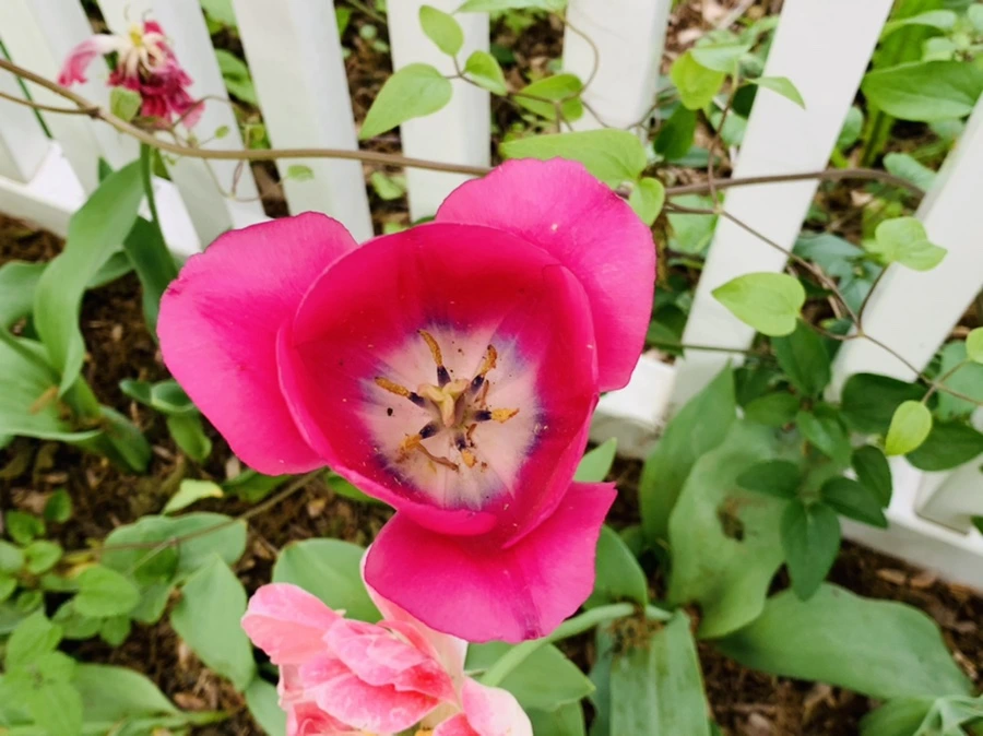 IMG_1308.jpg?type=w966