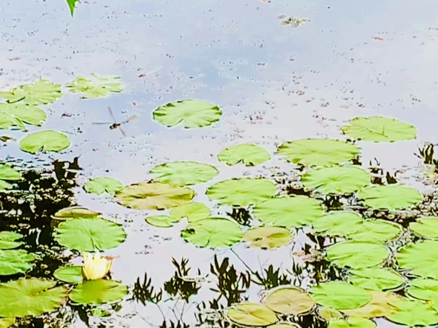 IMG_5147.jpg?type=w966