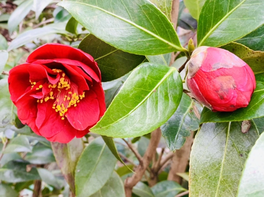 IMG_6618.jpg?type=w966