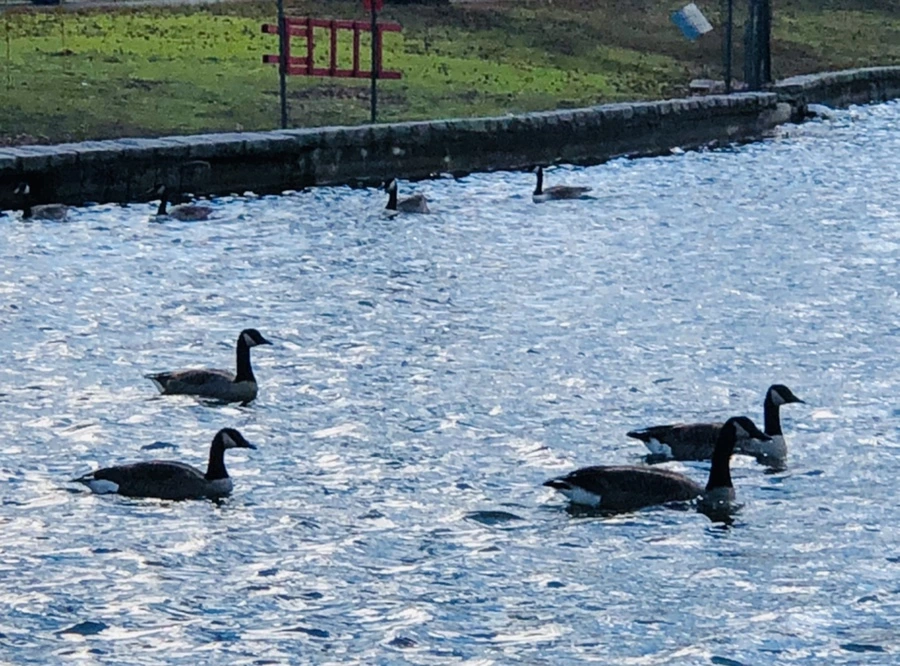 IMG_9206.jpg?type=w966