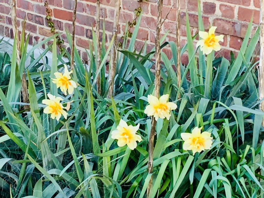 IMG_7417.jpg?type=w966