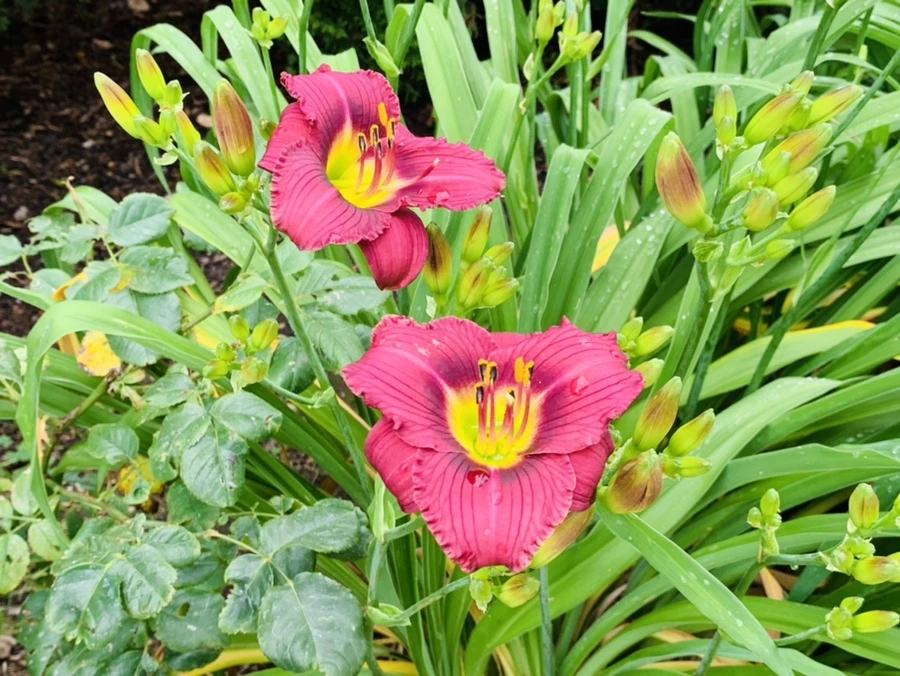 IMG_9023.jpg?type=w966