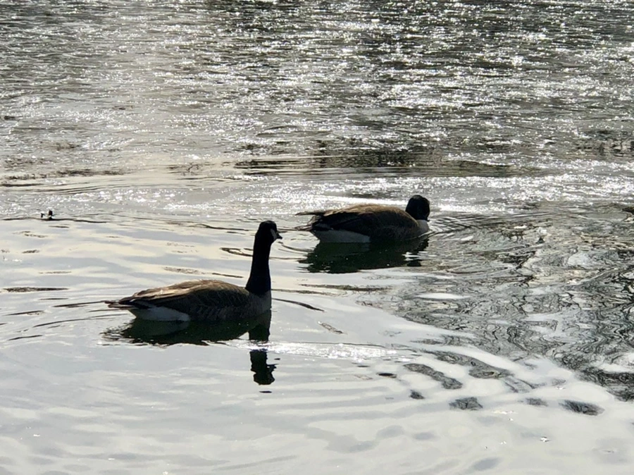 IMG_5806.jpg?type=w966