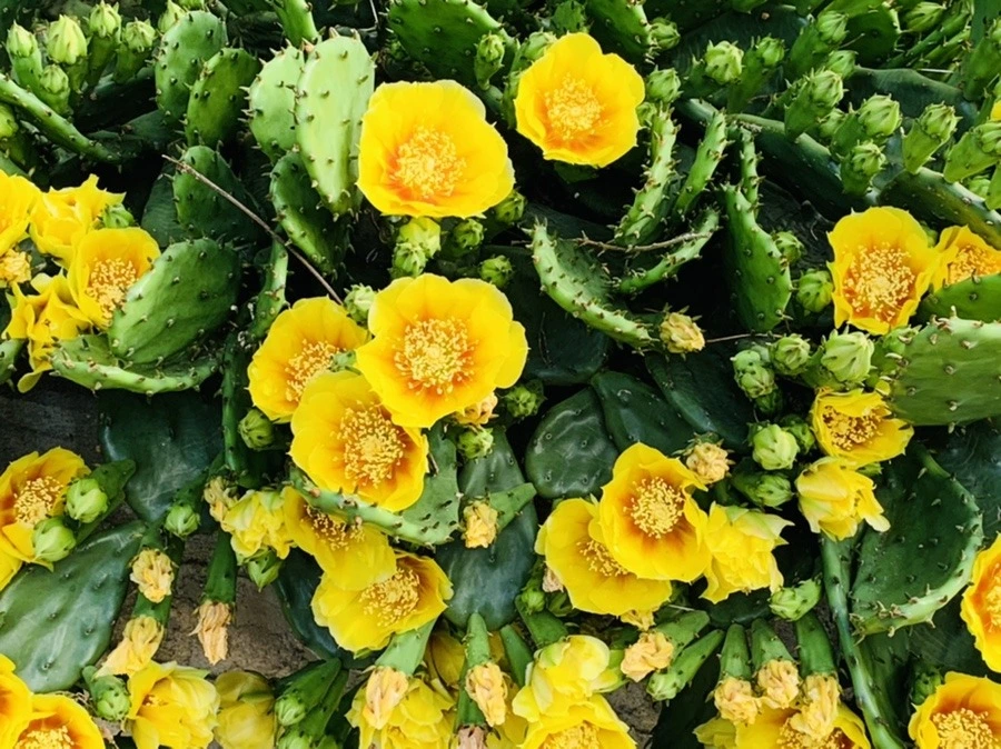 QNZhb7Crjl9enqnaAVm6NxLsu9Y