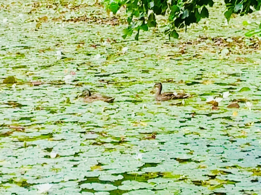 IMG_9148.jpg?type=w966