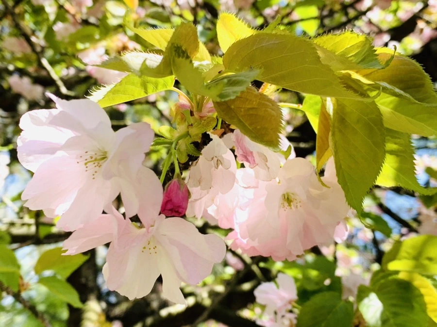 IMG_6301.jpg?type=w966