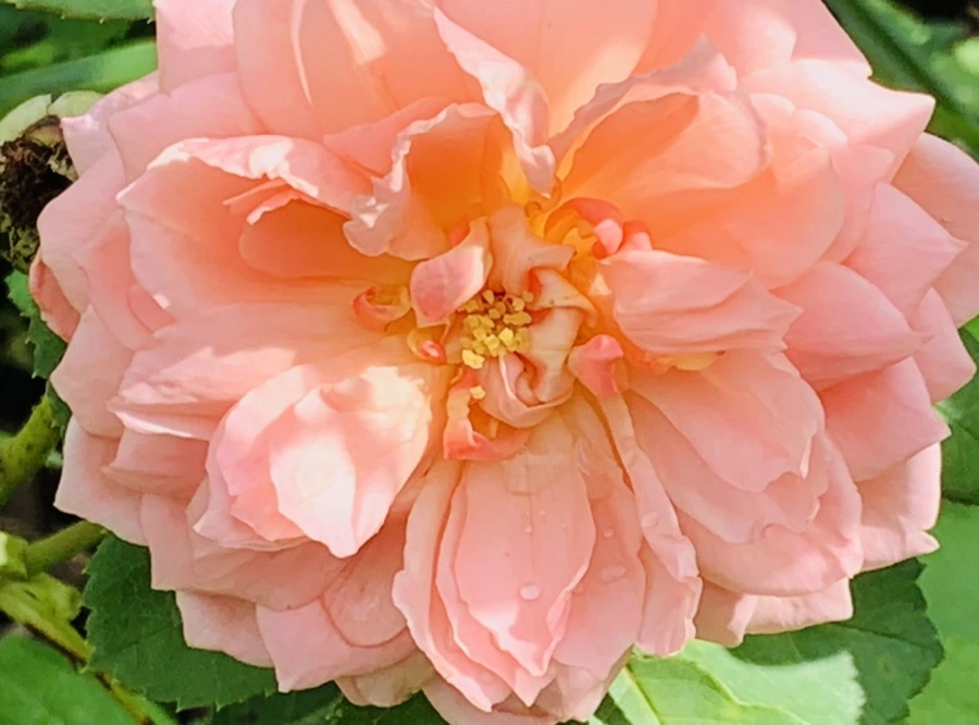 IMG_0475.jpg?type=w966