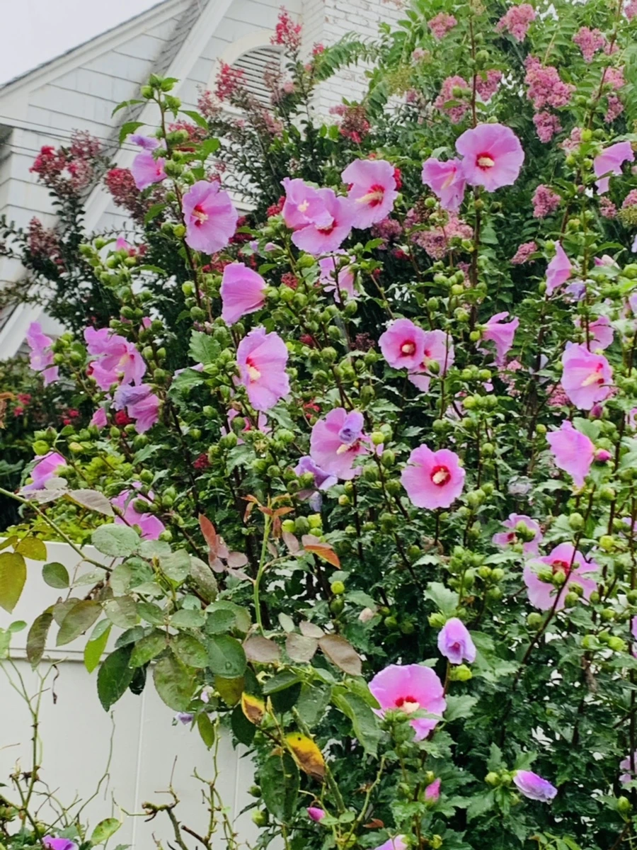 IMG_3820.jpg?type=w966