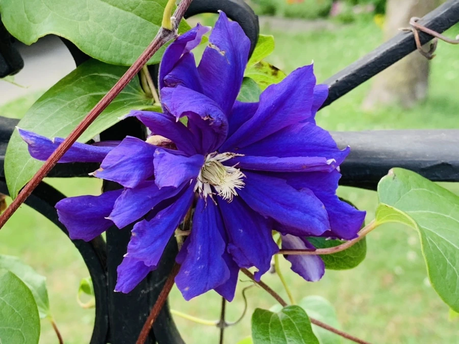 IMG_0672.jpg?type=w966