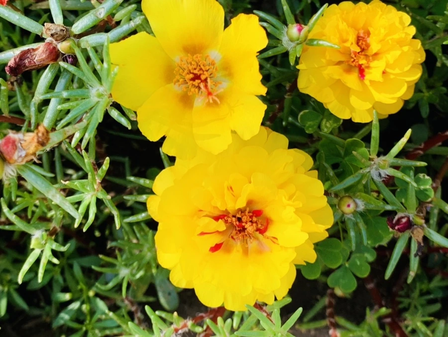 IMG_6699.jpg?type=w966