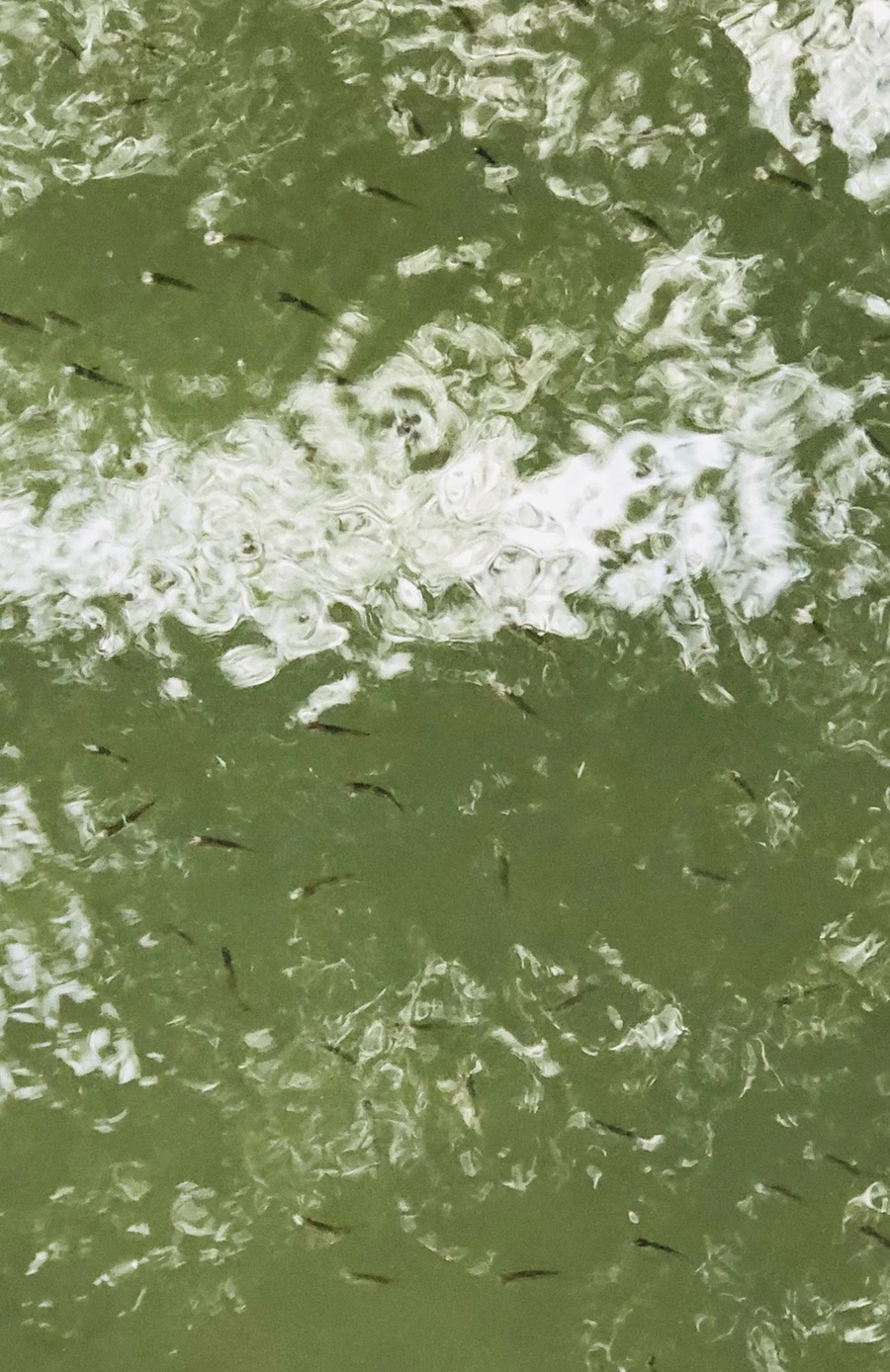 IMG_3078.jpg?type=w966