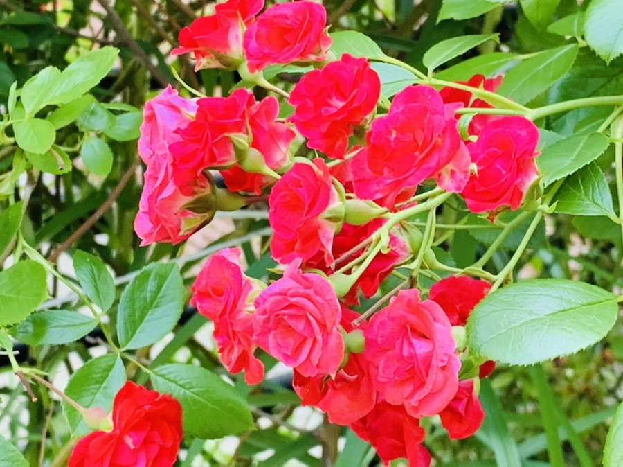 IMG_5221.jpg?type=w966