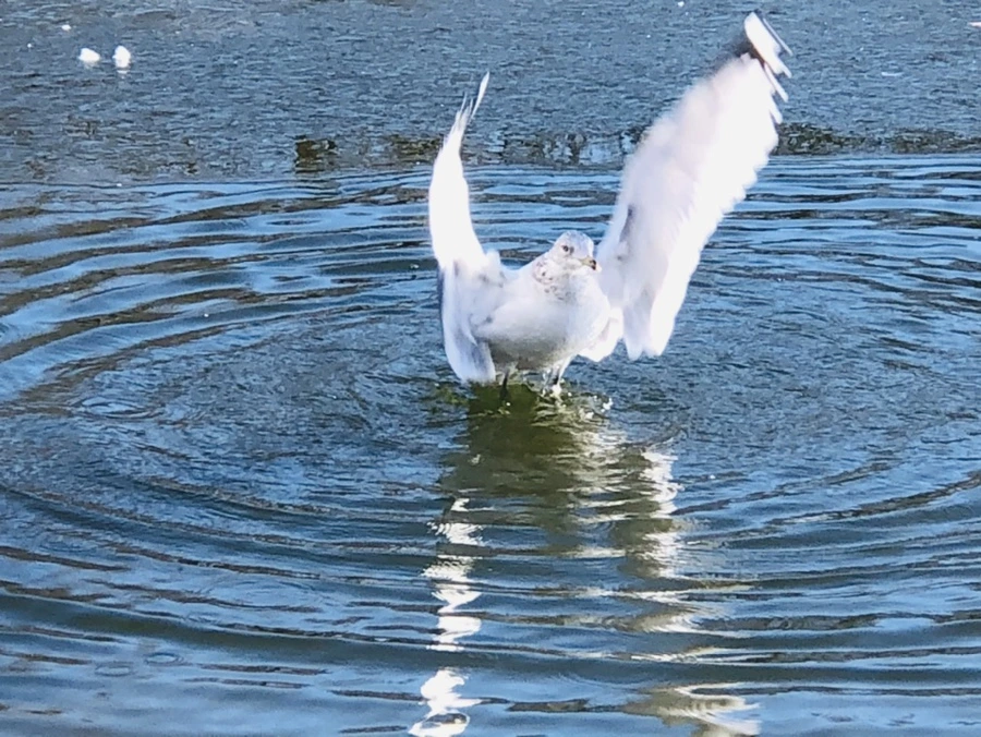 IMG_7726.jpg?type=w966