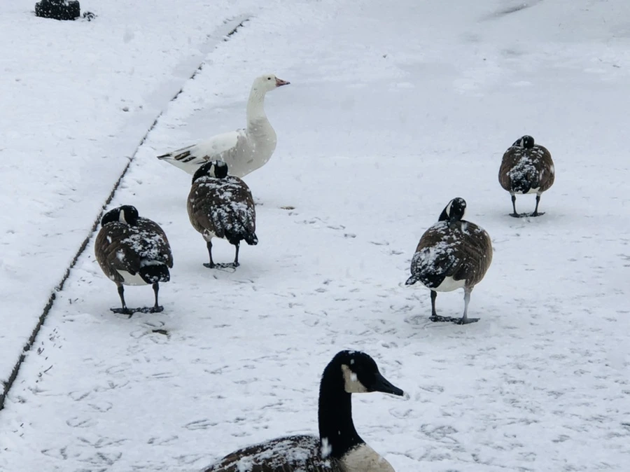 IMG_4215.jpg?type=w966