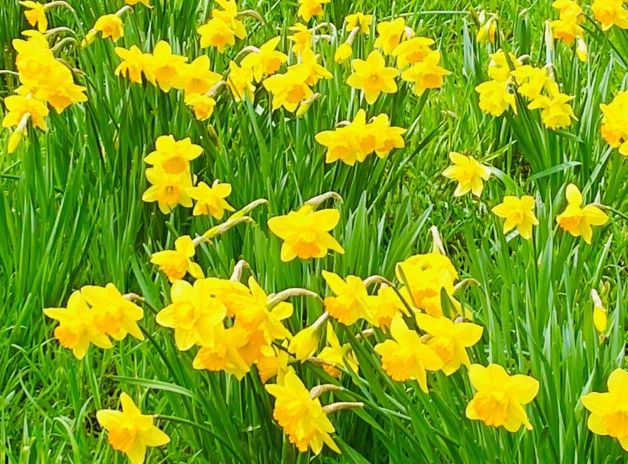 IMG_7457.jpg?type=w966