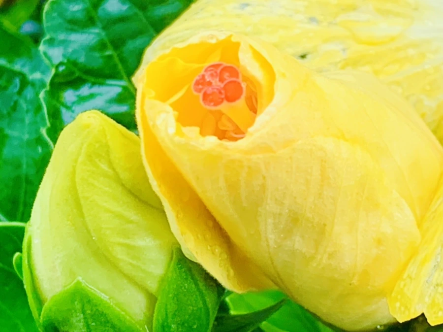 IMG_0240.jpg?type=w966