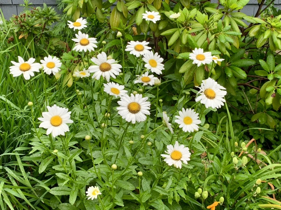 IMG_0186.jpg?type=w966