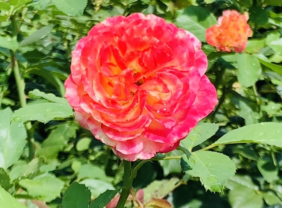 IMG_8462.jpg?type=w966