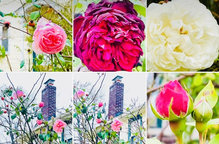 IMG_6225.jpg?type=w966