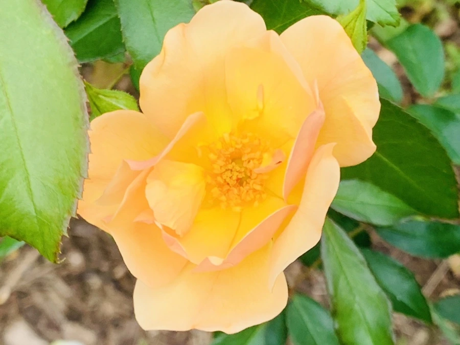 IMG_4943.jpg?type=w966