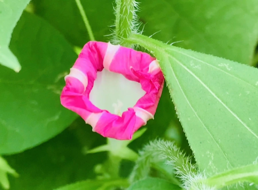 IMG_5994.jpg?type=w966