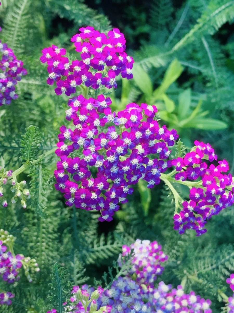 IMG_3990.jpg?type=w966