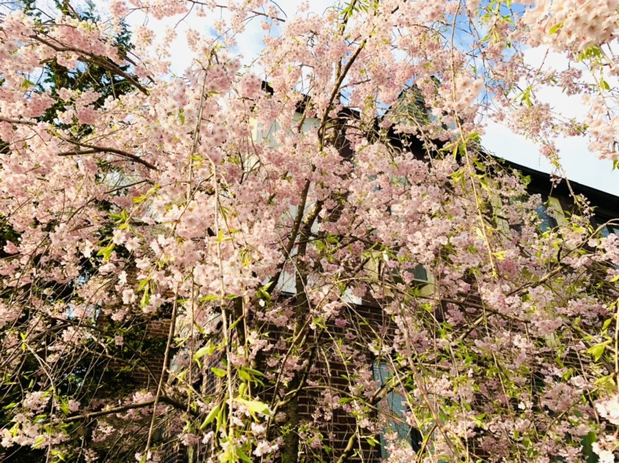 IMG_3805.jpg?type=w966