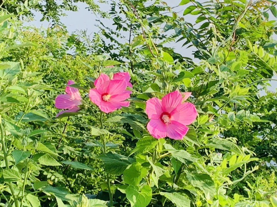 IMG_6538.jpg?type=w966