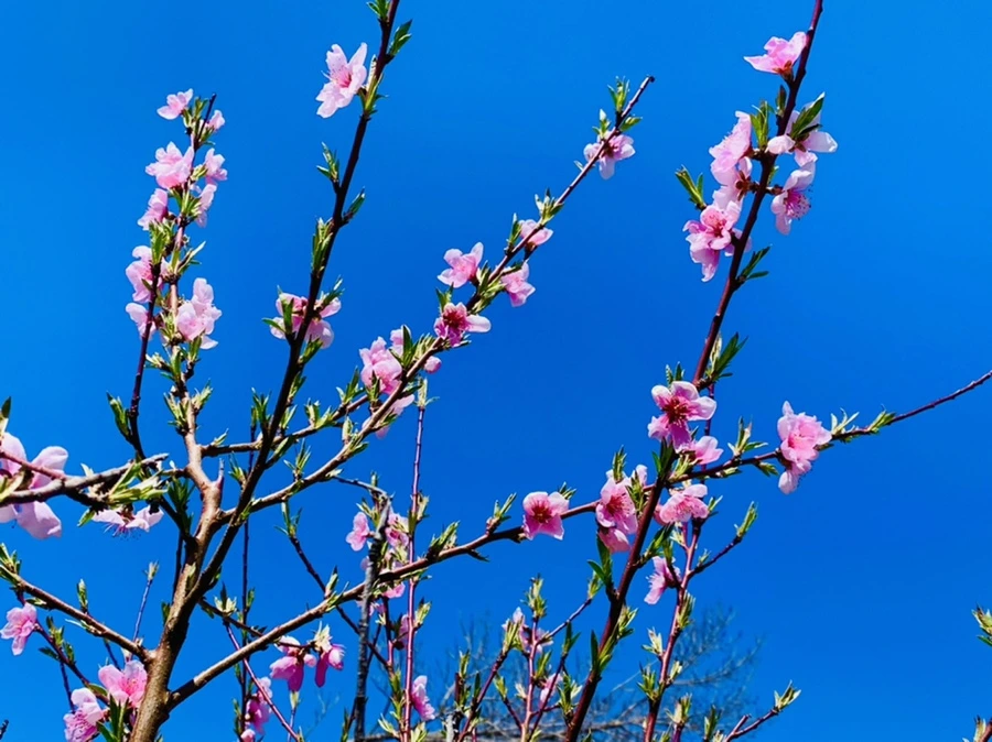 IMG_8149.jpg?type=w966