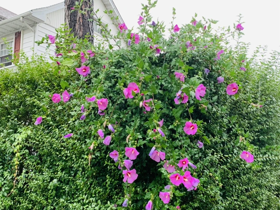 IMG_3810.jpg?type=w966