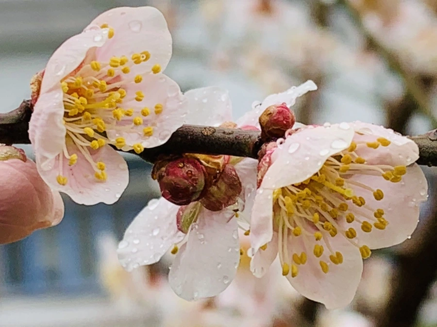 IMG_1802.jpg?type=w966