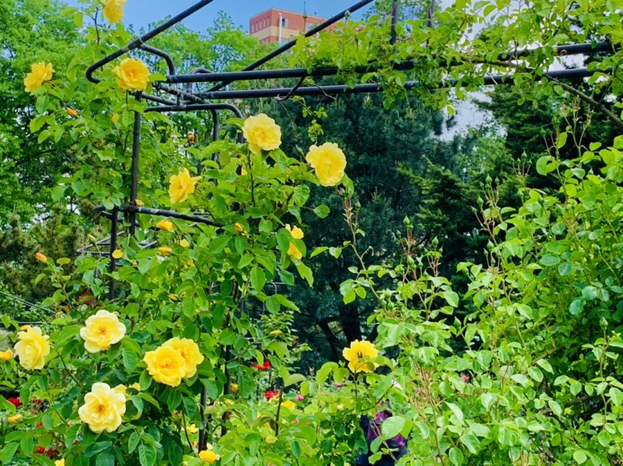 IMG_5831.jpg?type=w966