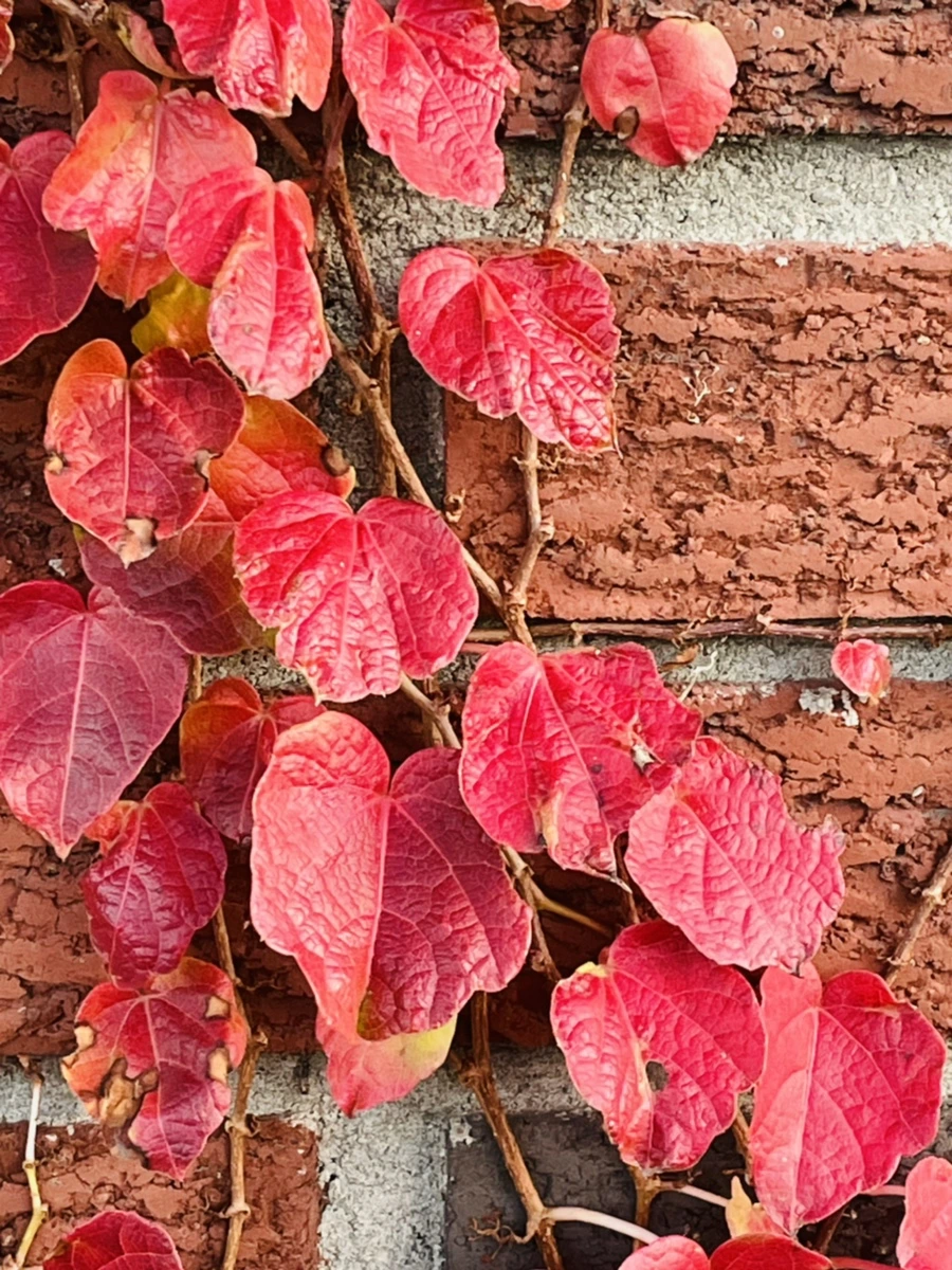 IMG_5923.jpg?type=w966