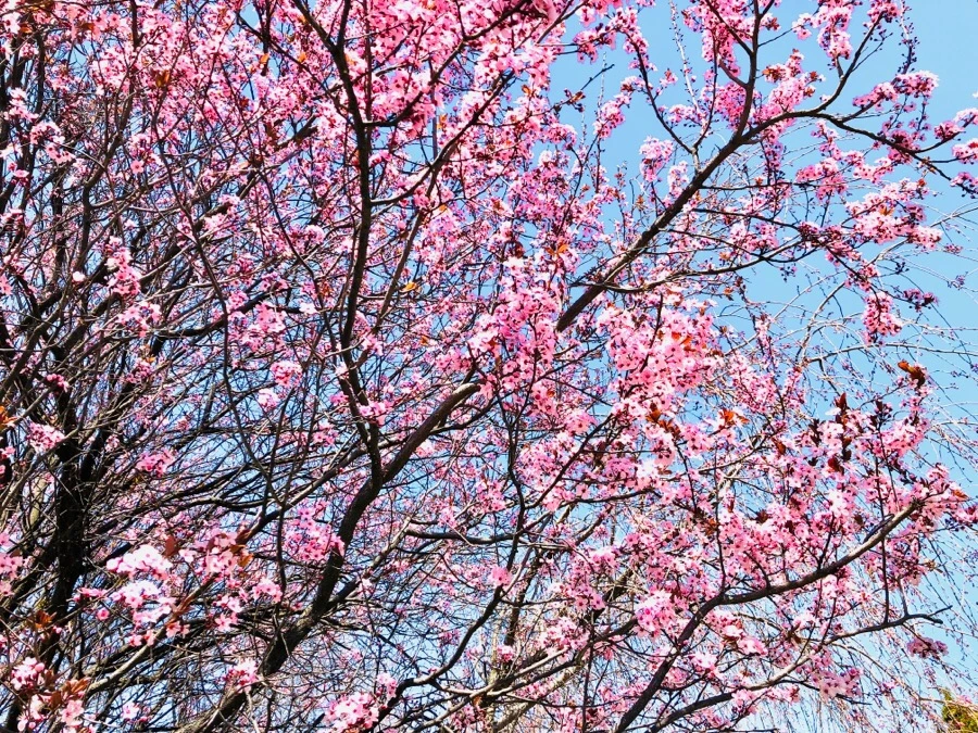 IMG_4431.jpg?type=w966