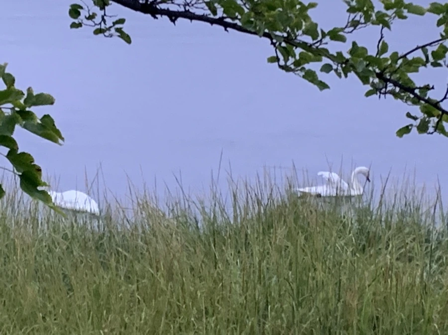 IMG_6622.jpg?type=w966