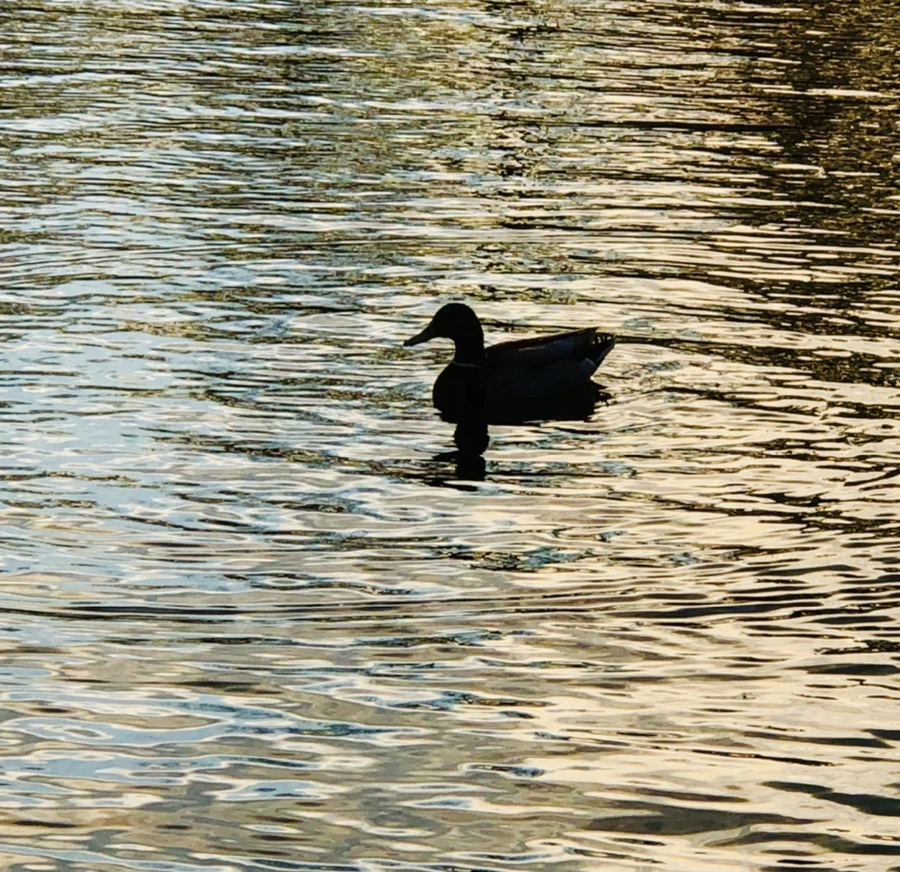 IMG_4431.jpg?type=w966