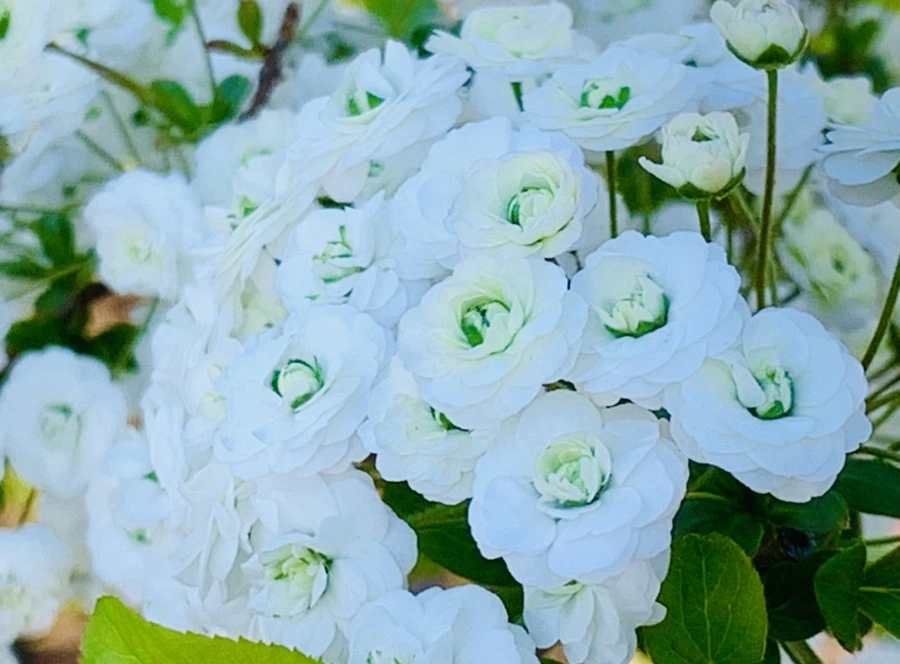 IMG_3307.jpg?type=w966