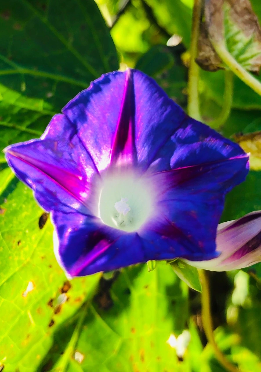 IMG_7547.jpg?type=w966