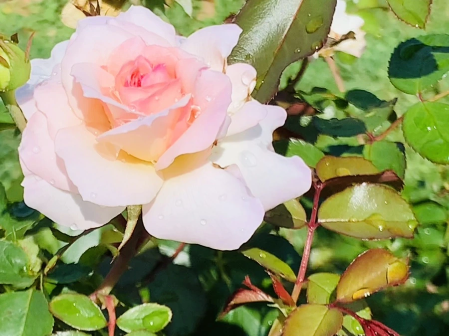 IMG_8438.jpg?type=w966