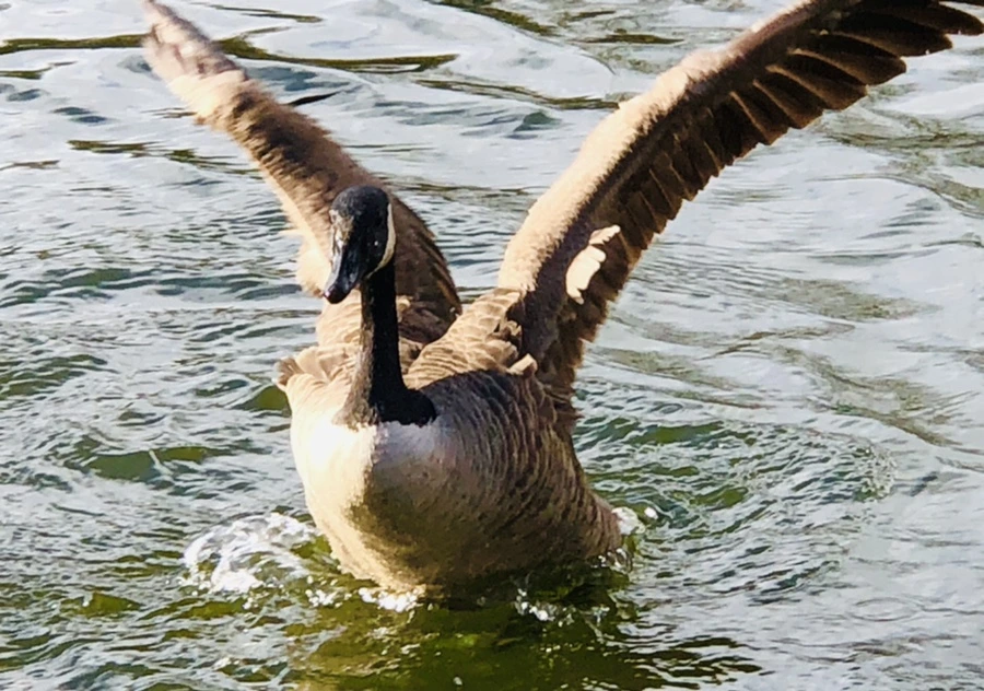 IMG_3611.jpg?type=w966