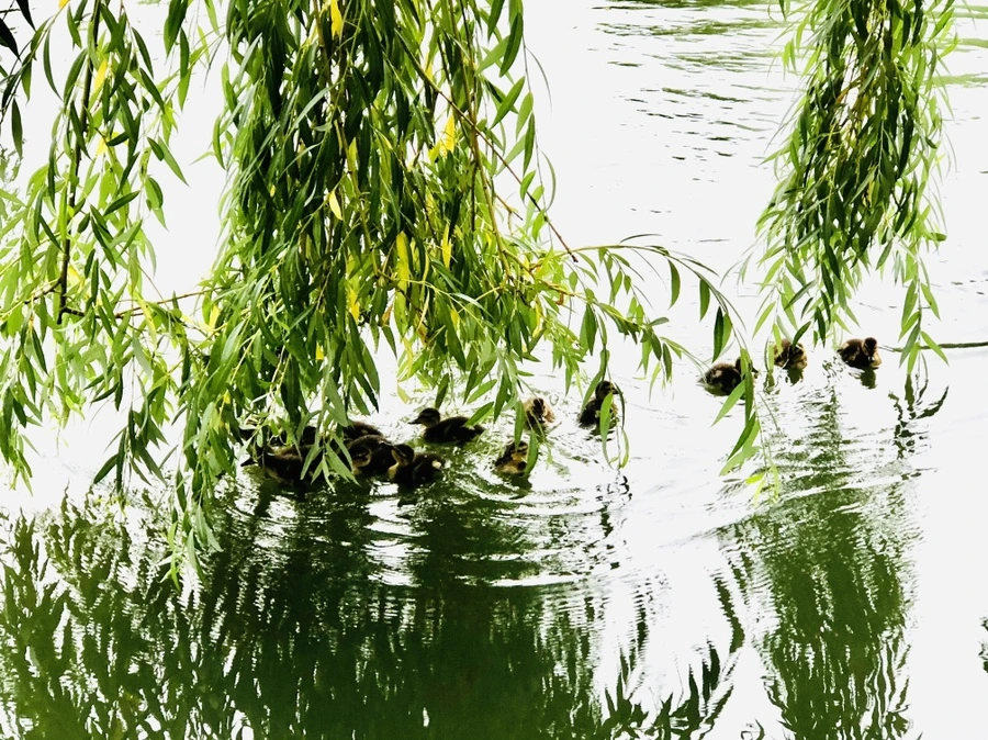 IMG_0841.jpg?type=w966