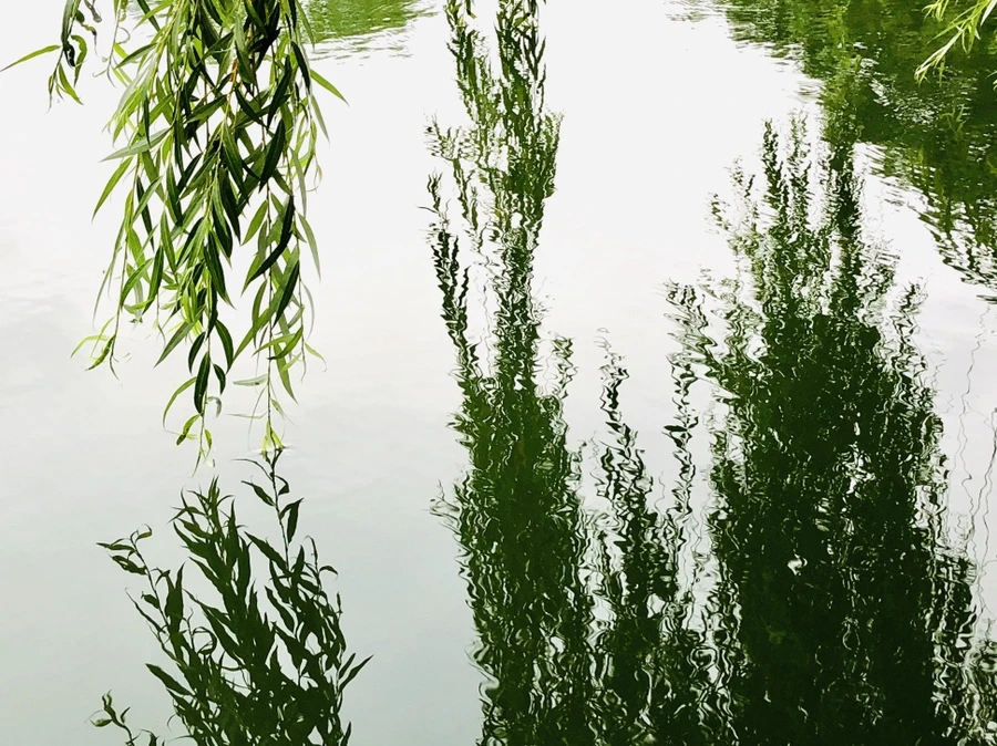 IMG_1244.jpg?type=w966