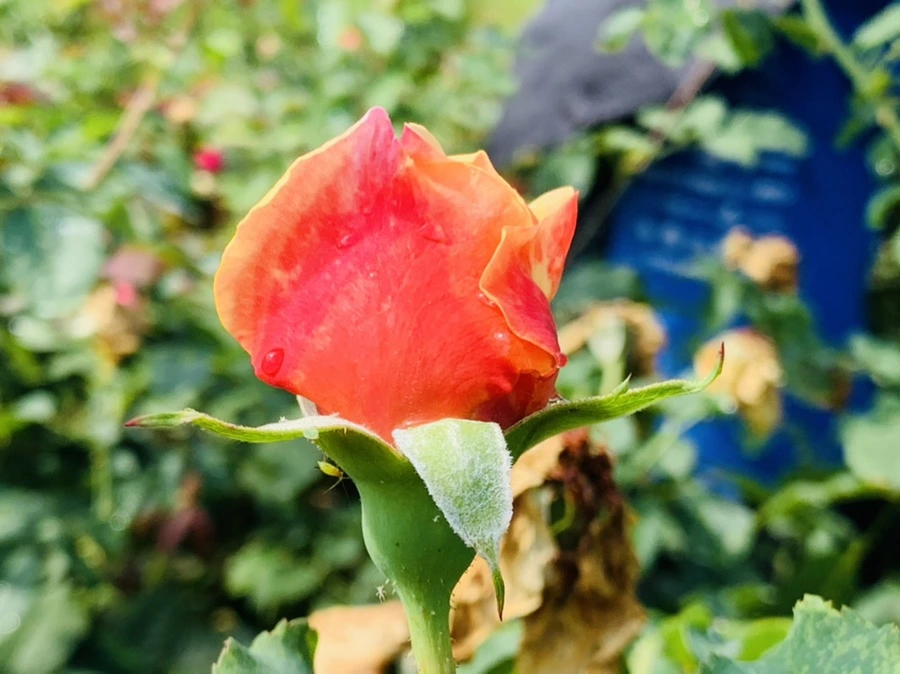 IMG_8409.jpg?type=w966