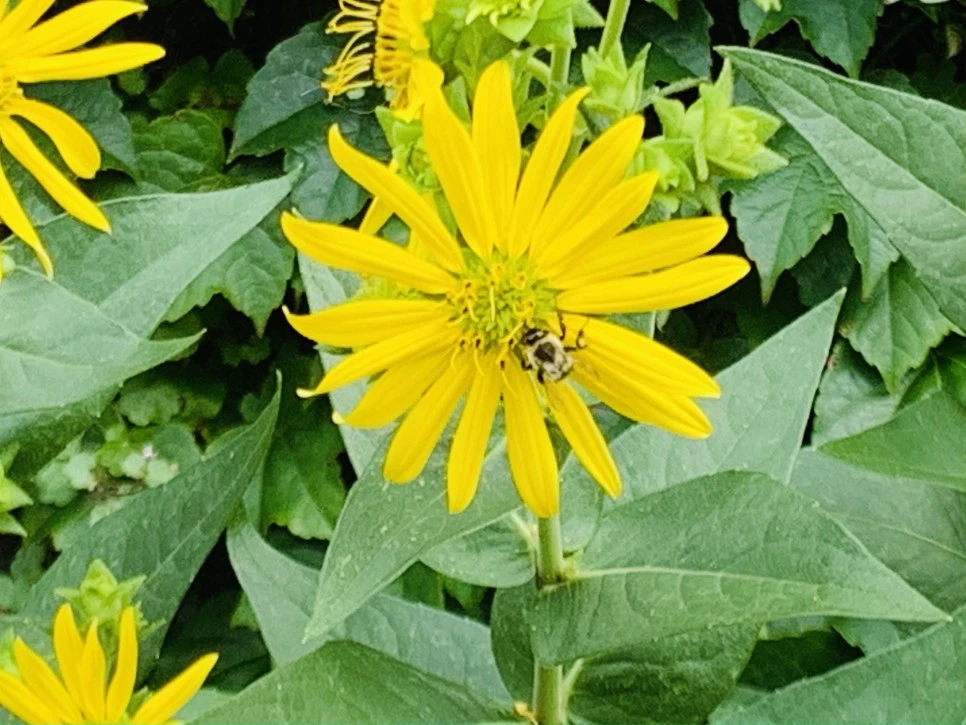 IMG_9352.jpg?type=w966