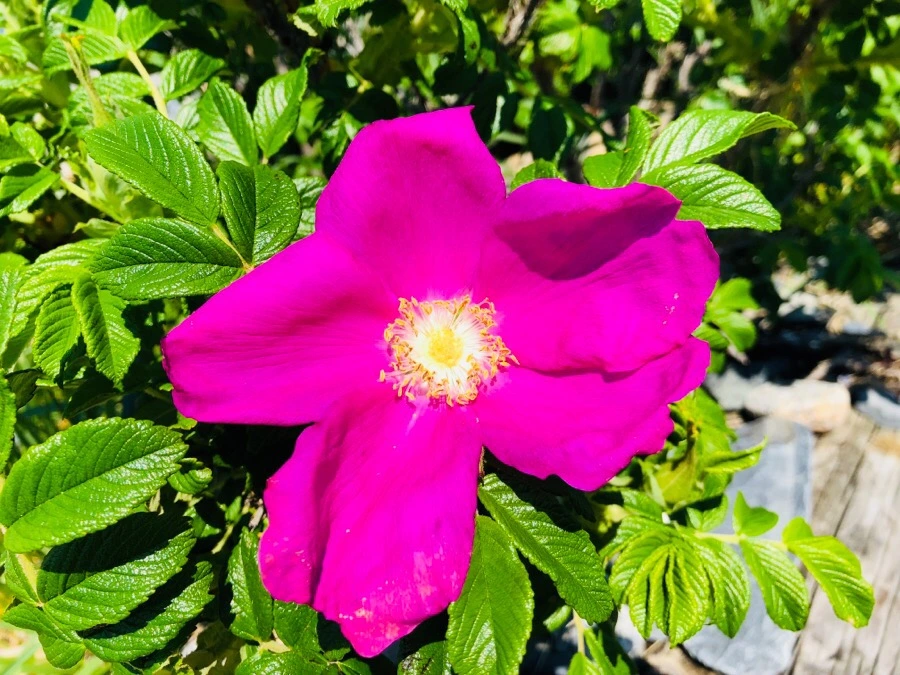 IMG_6695.jpg?type=w966