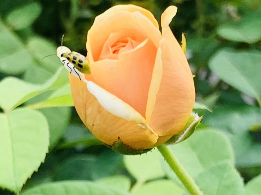 IMG_4973.jpg?type=w966