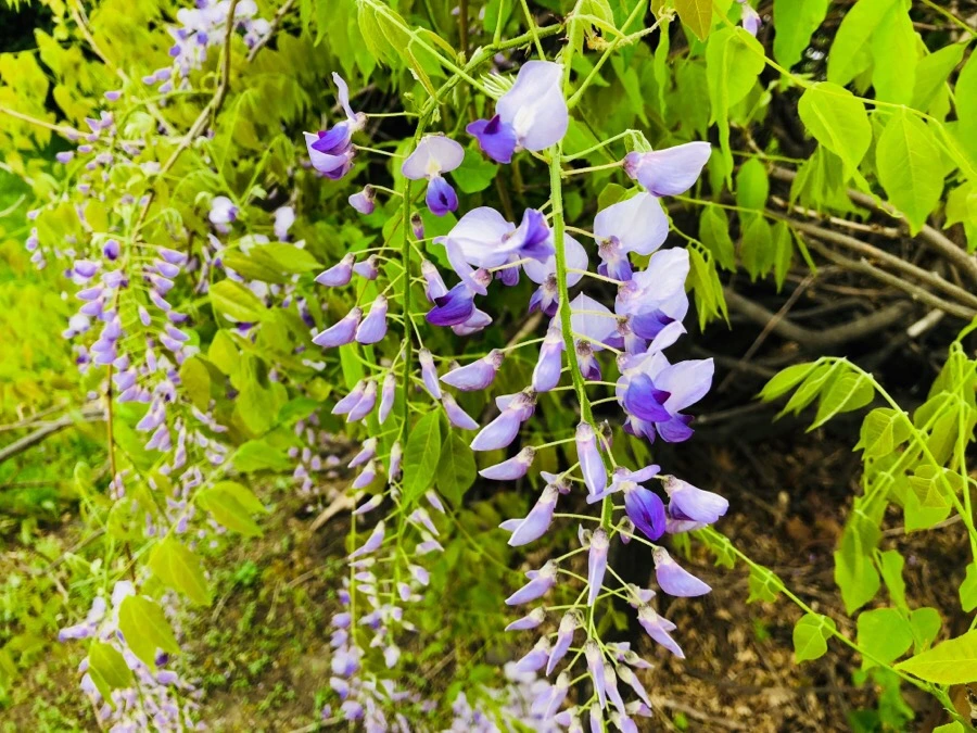 IMG_5585.jpg?type=w966