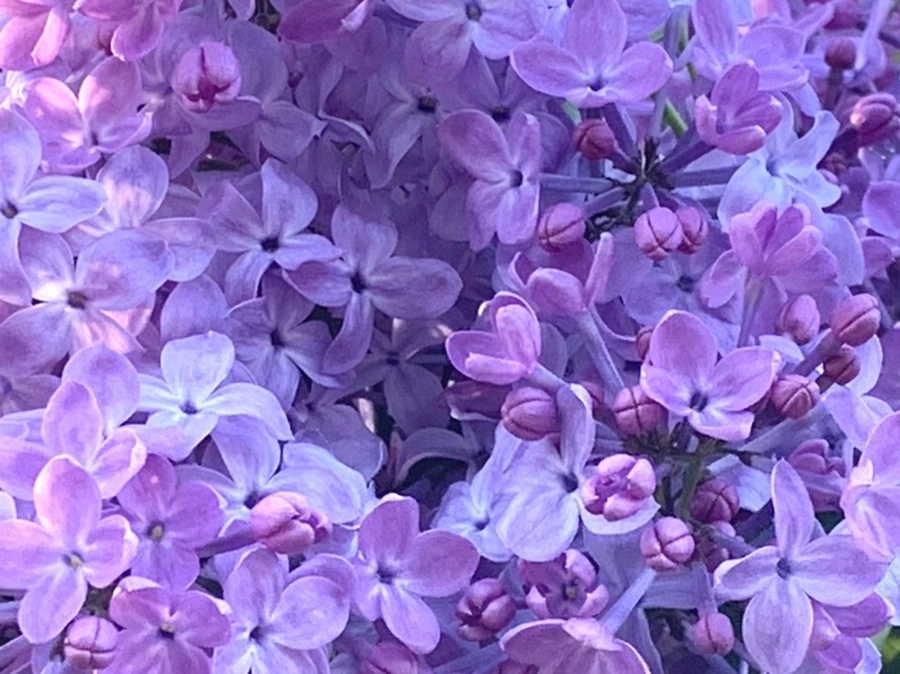 IMG_4243.jpg?type=w966