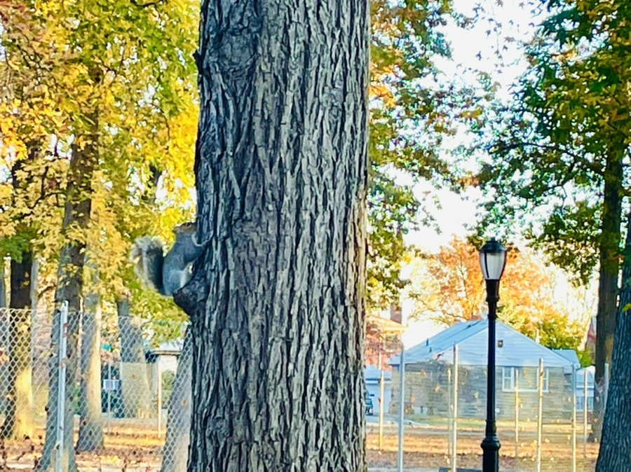 IMG_4088.jpg?type=w966